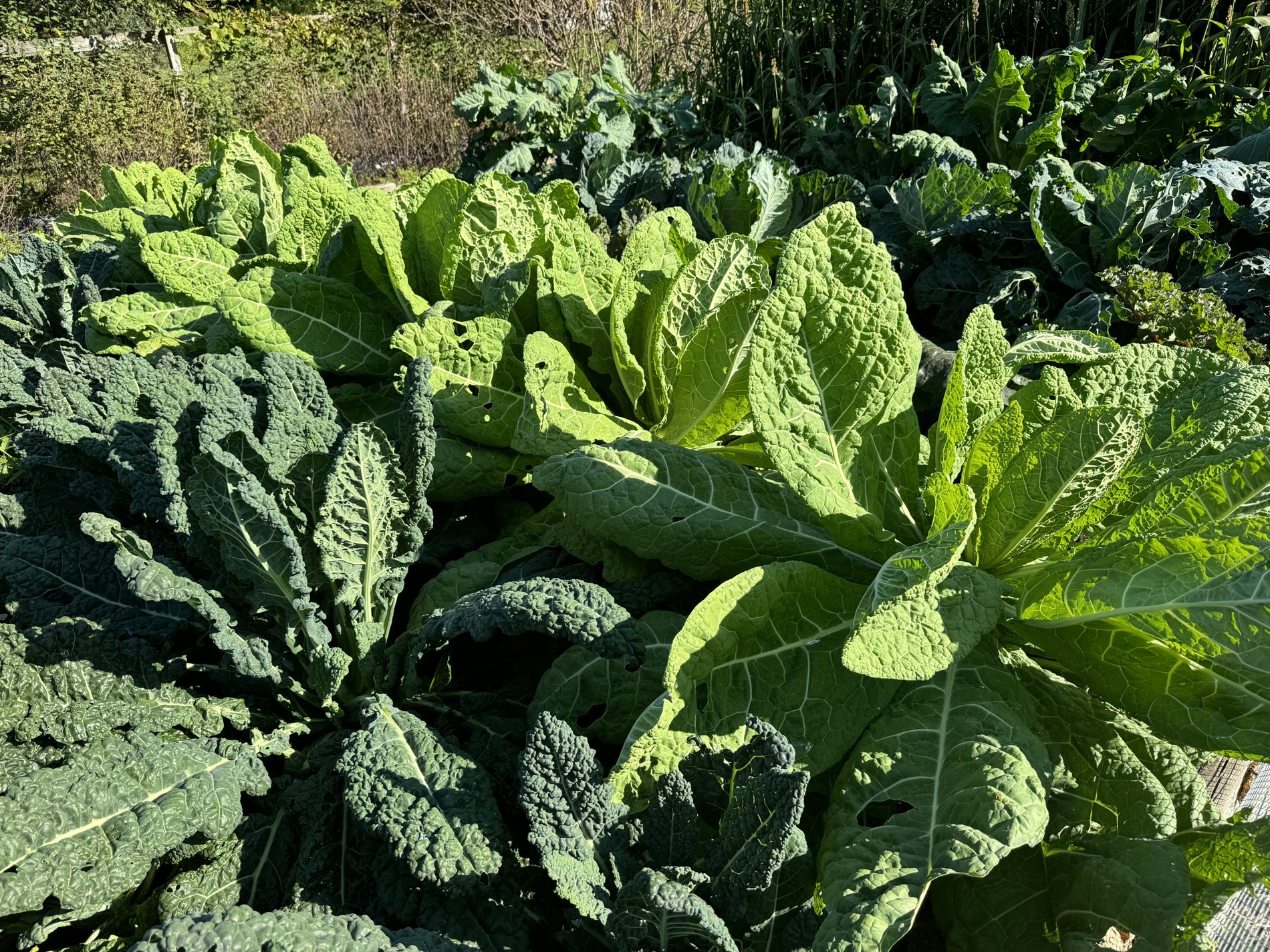 Practical, Farmer-Centered Agricultural Learning