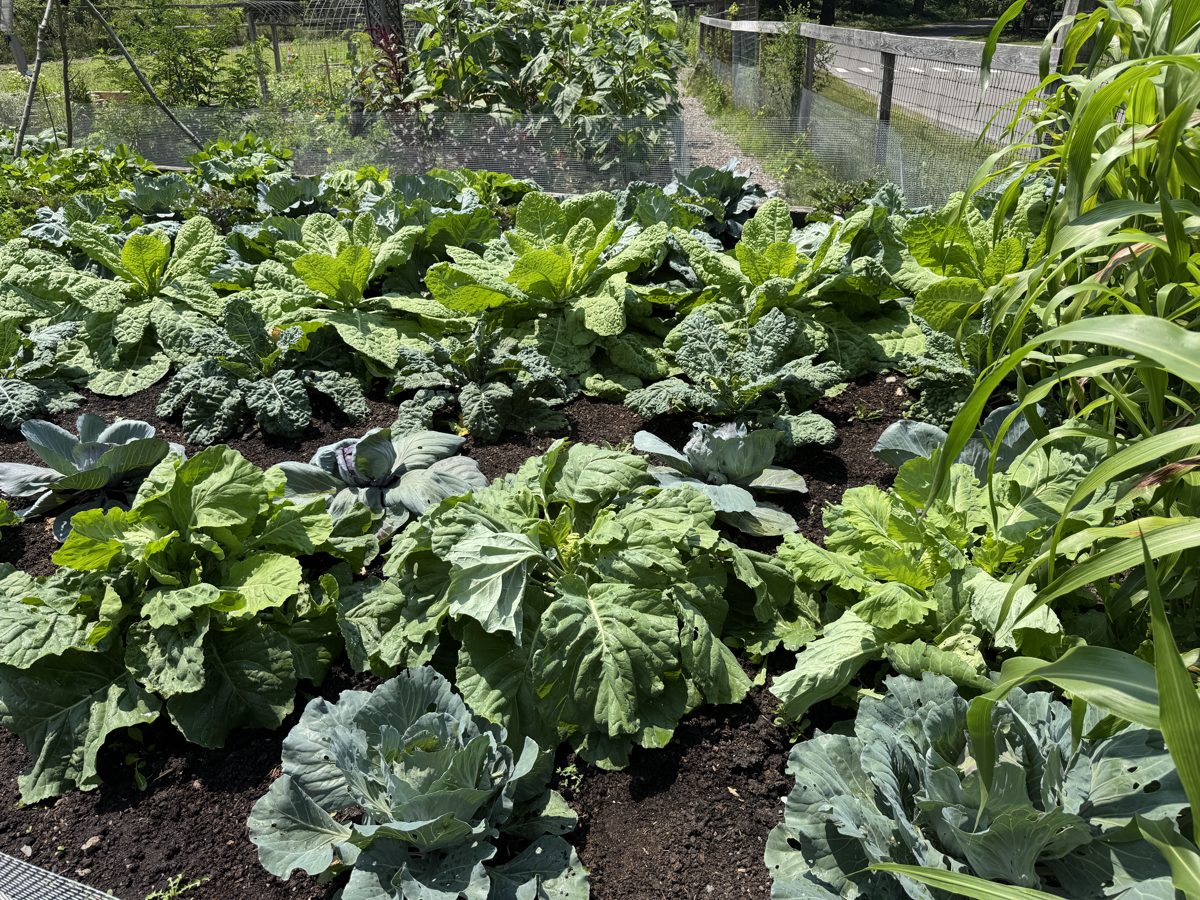Agricultural learning setting